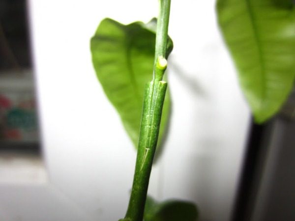  Grafting Mandarin