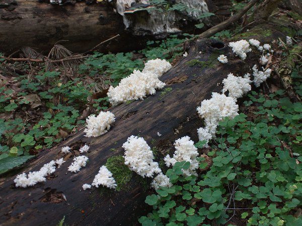  Blackberry coral is used to strengthen the immune system, the treatment of diseases of the gastrointestinal tract and respiratory organs