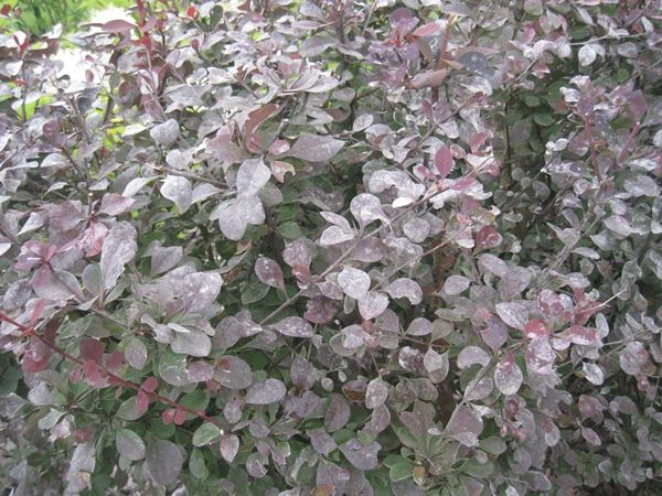  Barberry Ottawa is amazed by the louse