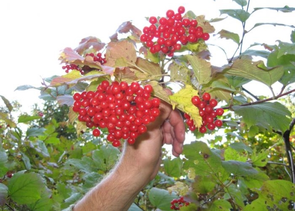  Cut clusters of viburnum is better to bundle or lay in one layer