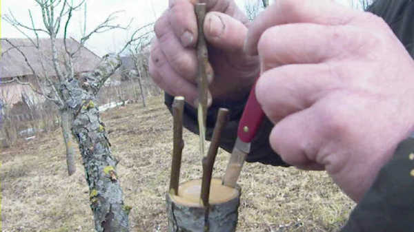  Altoirea caise peste coaja