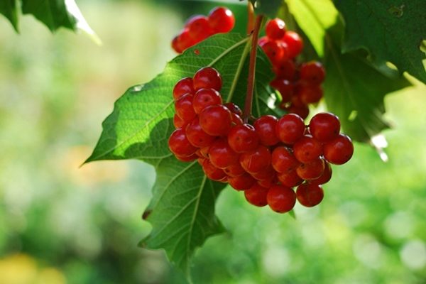  Kalina Taiga Rubies