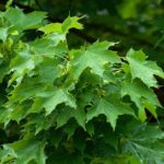  Acero Platanovid