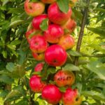  Colonia Apple Arbat