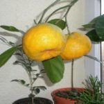  Room Mandarin Murcott