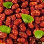  Morera roja