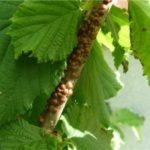  Hazel deteriorat de scut