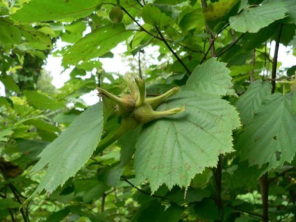  Fructe de hazel Manchurian