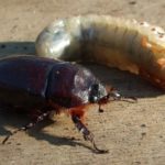  Las larvas del escarabajo de mayo se reproducen en las raíces de castaño, y el escarabajo come las hojas.
