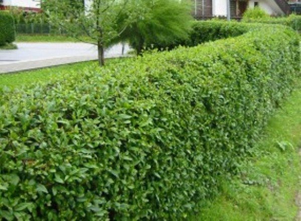  Viburnum cobertura