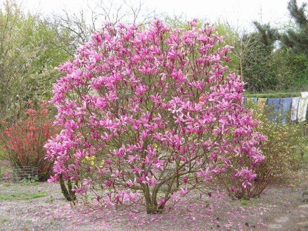  Magnolia in fiore
