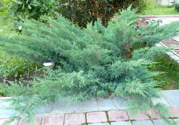  Juniper Glauka