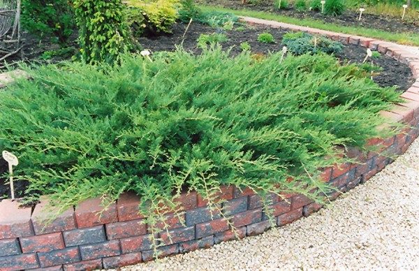  Juniper Cossack