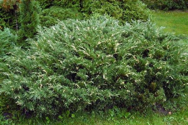  Ginepro Variegata