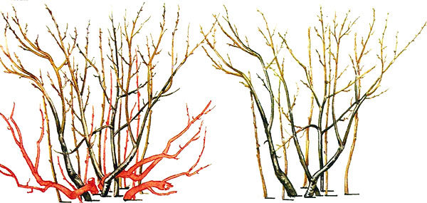  Barberry trimming in a hedge