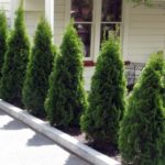  Thuja piramidale