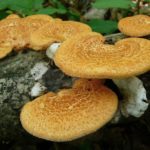  Polyporus cellular