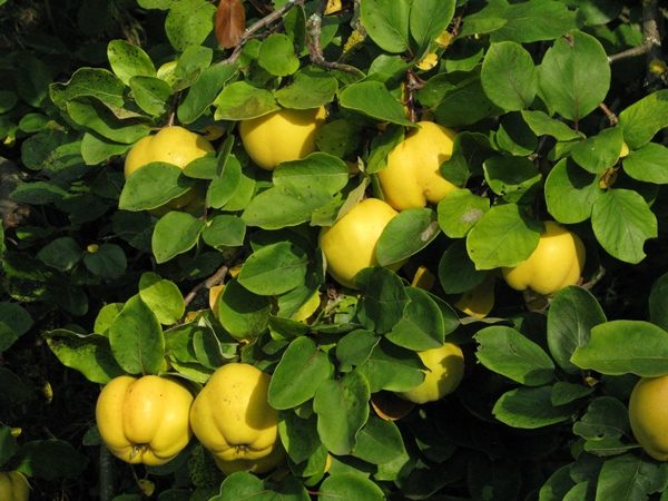  Quince bush with fruits