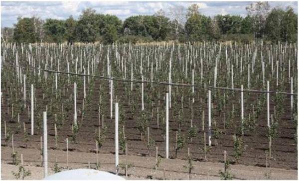  La posizione degli alberi da frutto colonnari sul sito