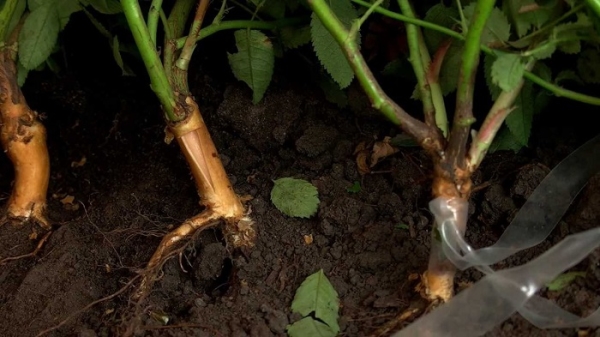  Rosehip can be propagated not only by seeds, but also by green cuttings, as well as layers.