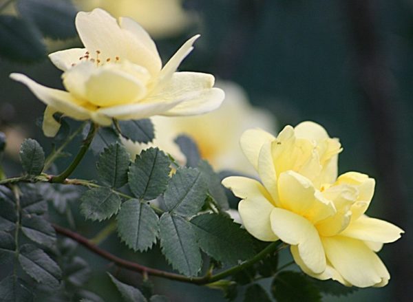  Flowers reborn in rose hips