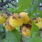  Rug de fructe de caise