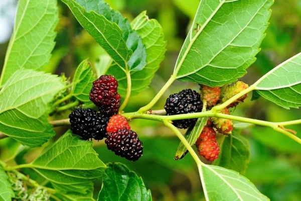  Morera: características y propiedades beneficiosas de las hojas y frutos.