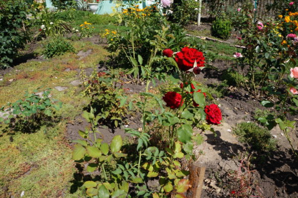  Rose bush red in the garden