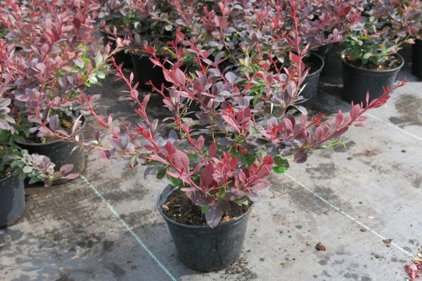 To buy seedlings of barberry Ottawa better in specialized nurseries