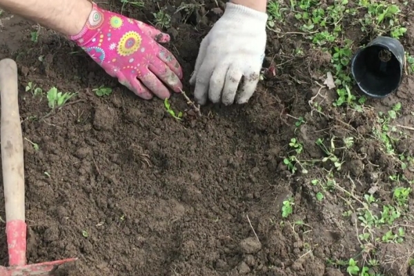  It is preferable to plant a quince in the spring, during autumn planting the plant may not have time to take root and freeze