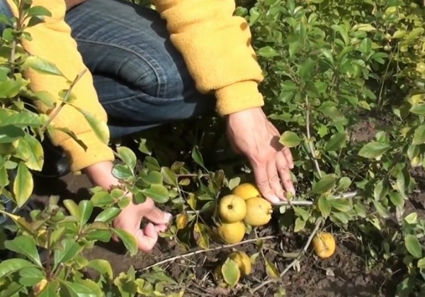  You can bend down to the ground and prikopat horizontal layers of Japanese quince