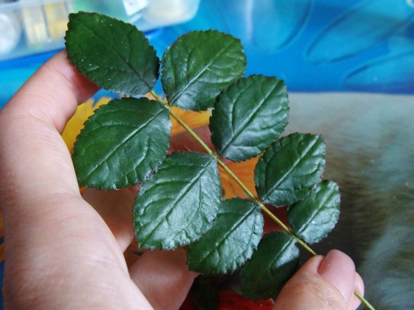  Broth leaves of wild rose relieve from pain with gastritis and ulcer