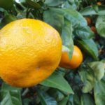  Garlic Mandarin Unshiu