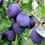  La prugna rimuove le sostanze tossiche dallo stomaco