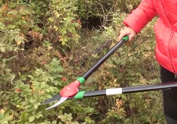  Pruning hips is important for decorative purposes, and for the fruiting bush