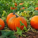  Il succo fresco della polpa della zucca purifica tutto il corpo