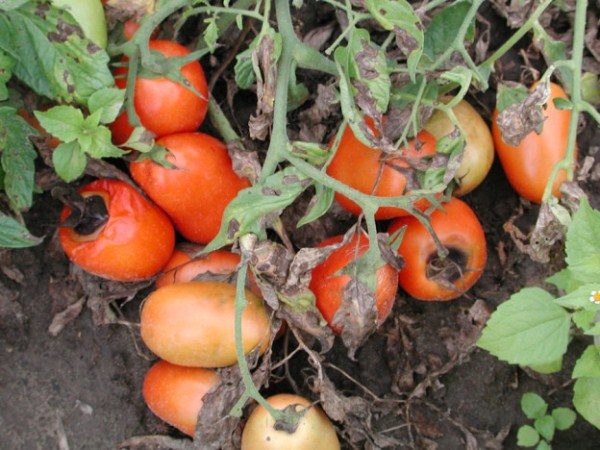 Rotazione del pomodoro Rotazione superiore