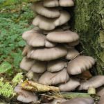  Oyster mushrooms on old trees