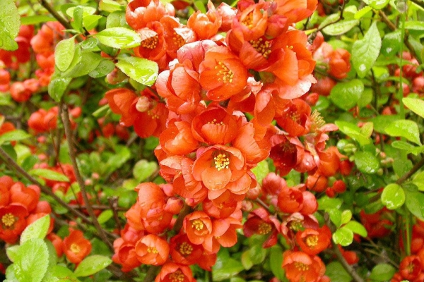  Plantación y cuidado del membrillo japonés, variedad.