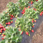  Le fragole hanno effetti anti-infiammatori.