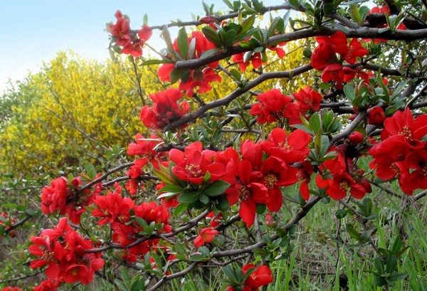  When coughing, bronchitis, tracheitis flowers are useful Japanese quince