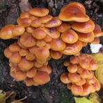  Winter mushroom