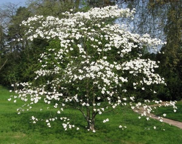 Corniolo in fiore