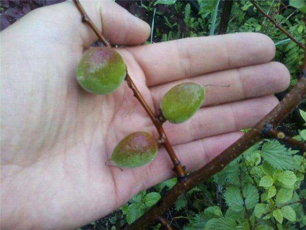  Turn - un stoc fiabil pentru caise