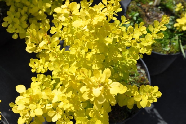  Barberry yellow varieties: Aurea, Golden Rocket, Golden Carpet