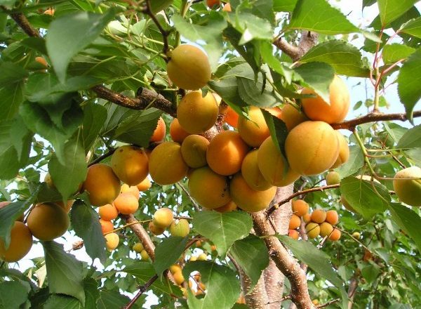  Apricot fruits ripen on branches