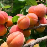  L'albicocca è ricca di carotenoidi.