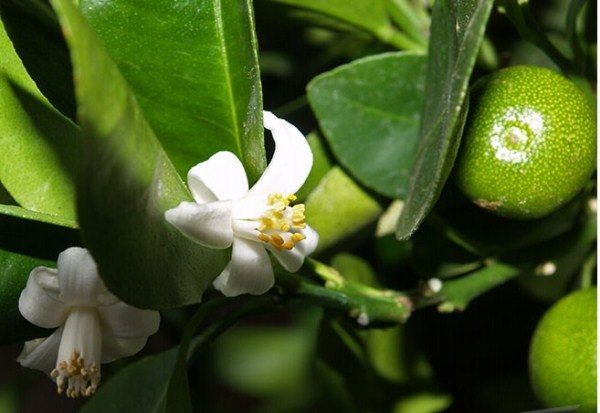  In the first year of fruiting mandarin, some flowers are pinned