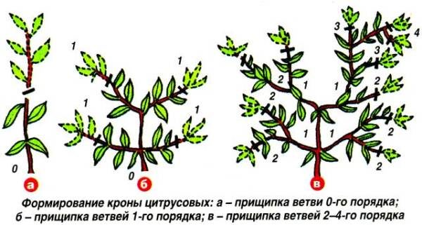  Kumquat crown formation
