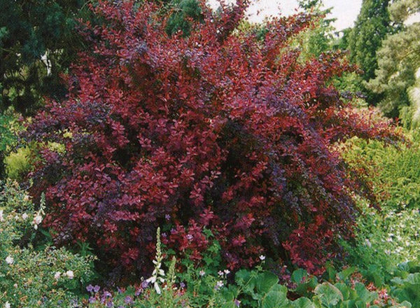  Barberry Ottawa